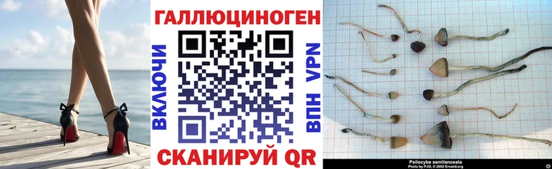 Купить где  Ханты-Мансийск  Галлюциногенные грибы Cubensis 